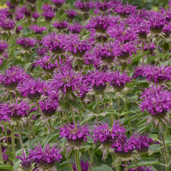 Monarda 'Purple Rooster' Bee Balm