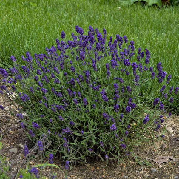 Lavandula 'Lavance Deep Purple' English Lavender