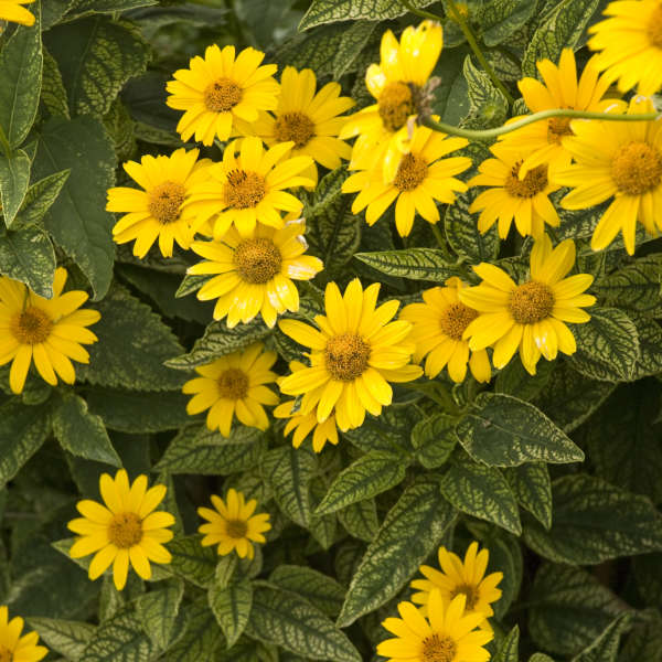 Heliopsis 'Loraine Sunshine' False Sunflower