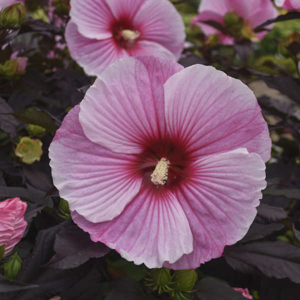 Hibiscus 'Starry Starry Night' Rose Mallow