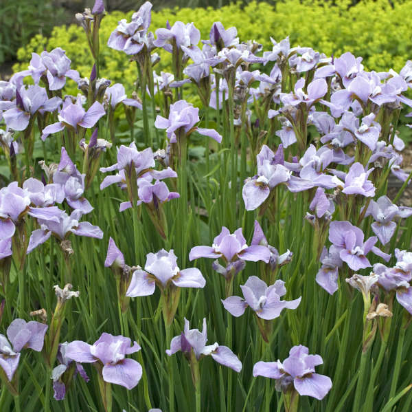 Iris 'Pink Haze' Siberian Iris
