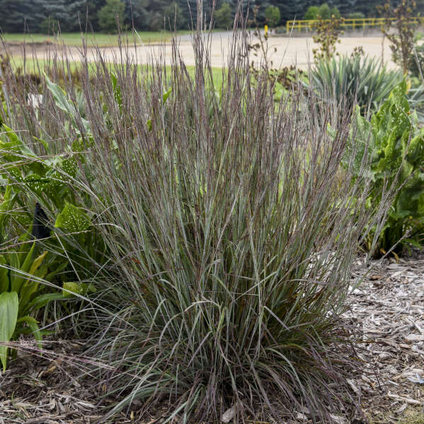 Schizachyrium 'Brush Strokes' Little Bluestem, Ornamental Grass