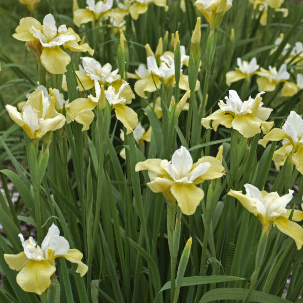 Iris 'Butter and Sugar' Siberian Iris