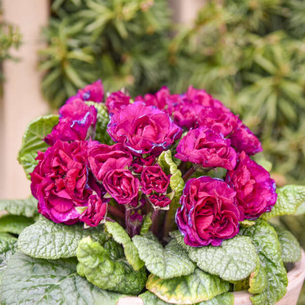 Primula BELARINA® BERRY DARLING Primrose