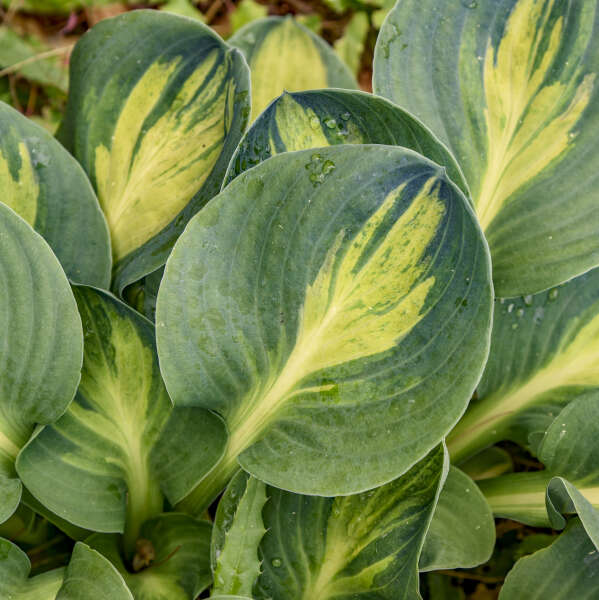 Hosta 'Mouseketeer' Hosta