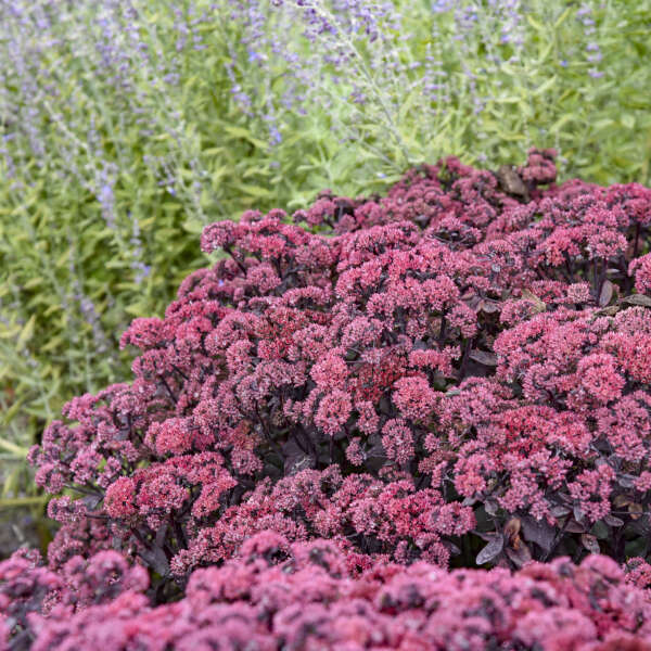 Sedum 'Midnight Velvet' Stonecrop