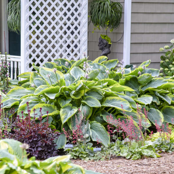 Hosta 'Wu-La-La' Hosta