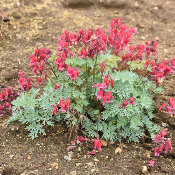 Dicentra 'Rubies and Diamonds' Fern-leaved Bleeding Heart