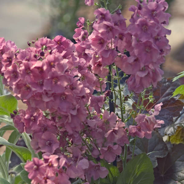 Verbascum 'Plum Smokey' Mullein