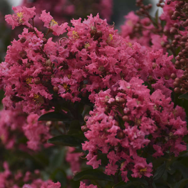 Lagerstroemia 'Cool Beans' Crapemyrtle