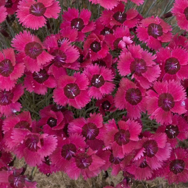 Dianthus 'Ruby Sparkles' Pinks