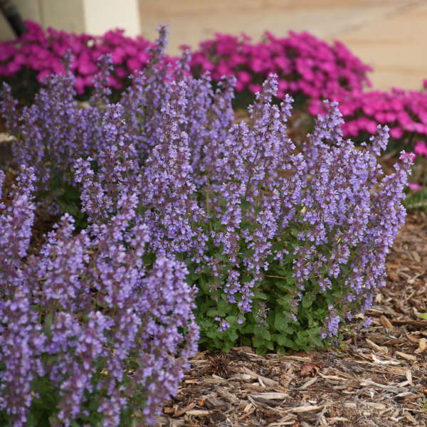 nepeta and cats