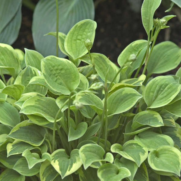 Hosta 'Hope' Hosta