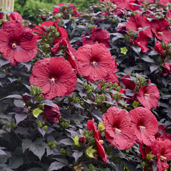 Hibiscus 'Holy Grail' Rose Mallow