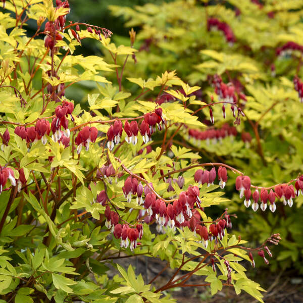 Dicentra 'Hearts on Fire' Old-Fashioned Bleeding Heart