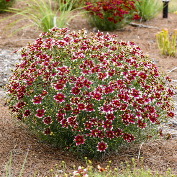 Coreopsis 'Heartstrings' Threadleaf Coreopsis