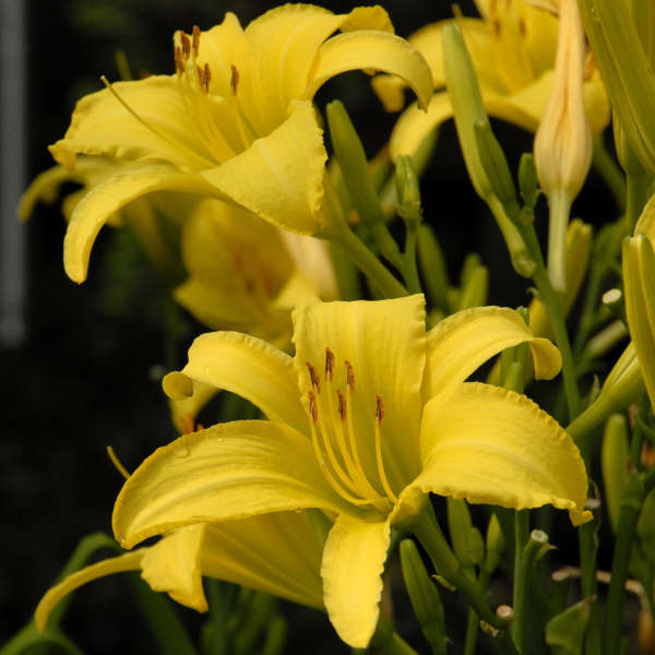 Hemerocallis 'The Jury's Out' | Perennial Resource