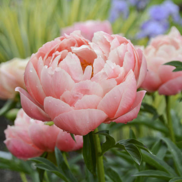 Paeonia 'Coral Charm' Garden Peony