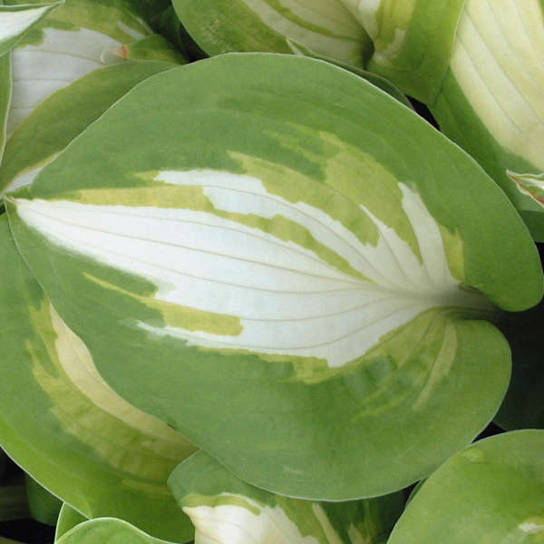 Hosta 'Summer Music' Hosta