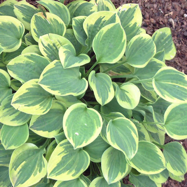 Hosta 'Hope' Hosta