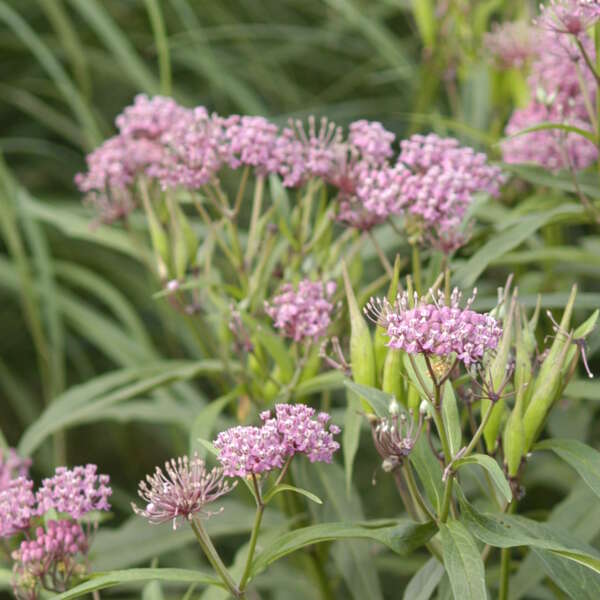 Asclepias 'Cinderella' Swamp Milkweed
