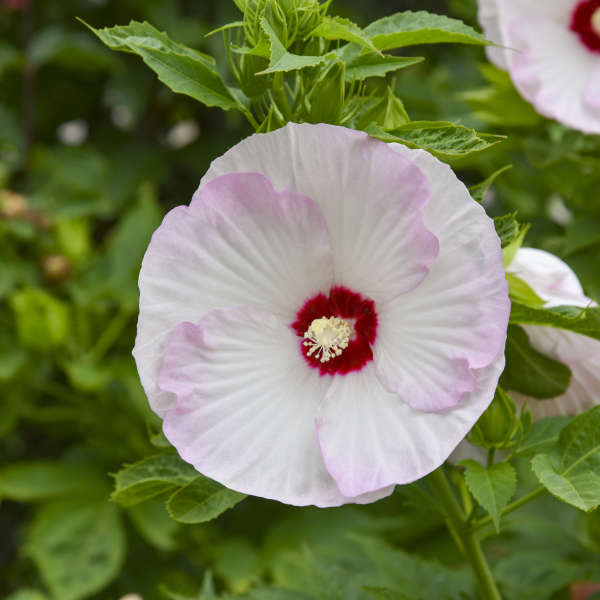 Hibiscus 'Ballet Slippers' Rose Mallow