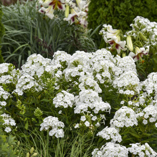 Phlox 'Backlight' Tall Garden Phlox