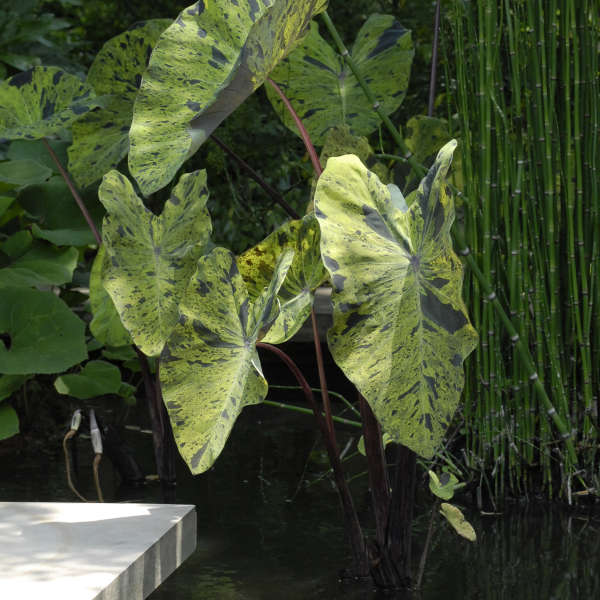 Colocasia 'Mojito' Elephant Ear