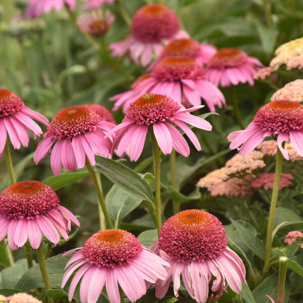 Echinacea 'Strawberry Mousse' PPAF | Perennial Resource