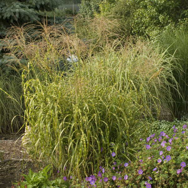 Miscanthus 'Super Stripe' Ornamental Grass