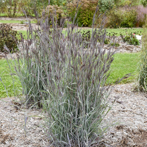 Andropogon 'Blue Steel' Big Bluestem