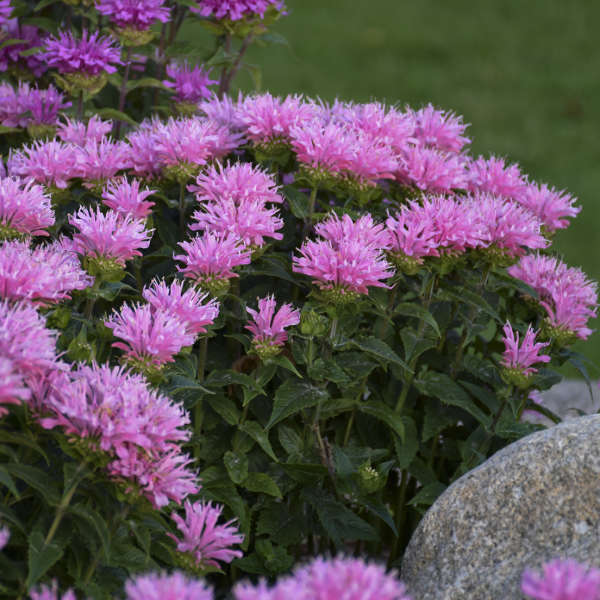 Monarda 'Pink Frosting' Bee Balm