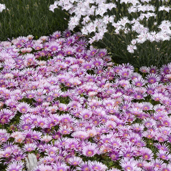 Delosperma 'Pink Radiance' Hardy Ice Plant