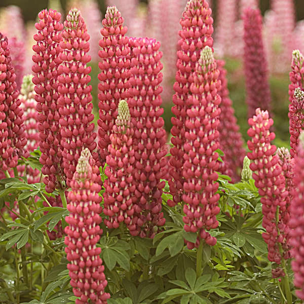 Lupinus Russell Hybrids - 'My Castle' Lupine