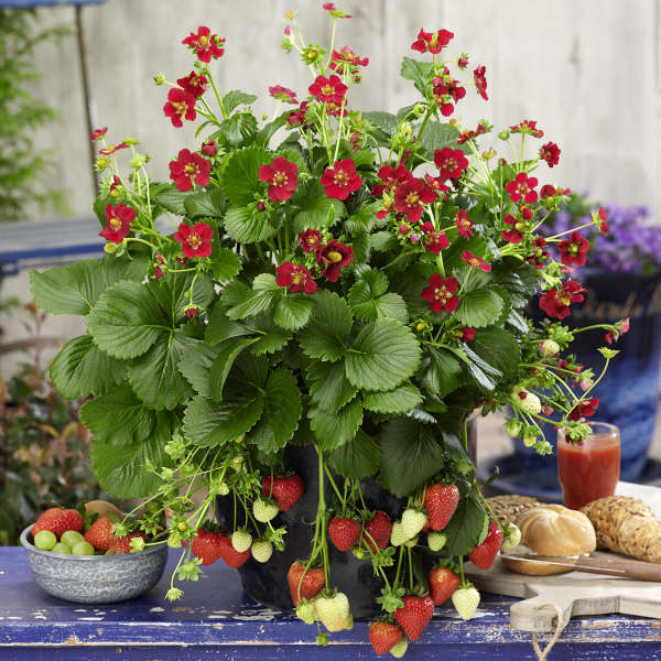 Fragaria 'Ruby Ann' Ornamental and Edible Everbearing Strawberry