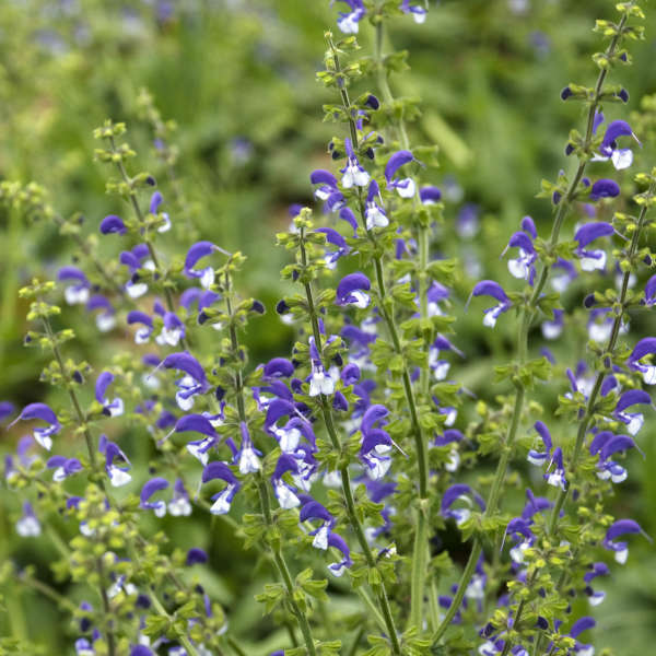 Salvia 'Madeline' Perennial Salvia