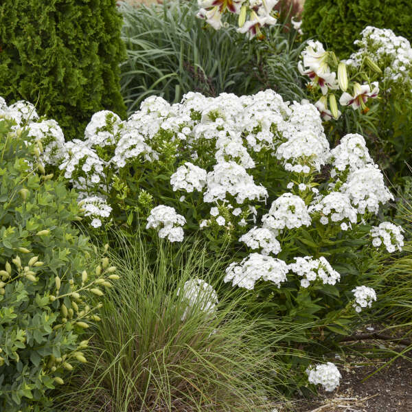 Phlox 'Backlight' Tall Garden Phlox