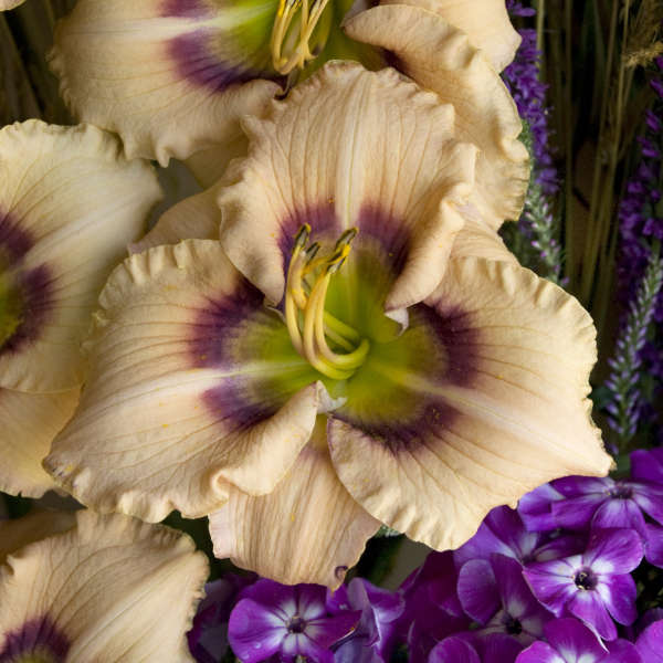 Hemerocallis 'Huckleberry Candy' Daylily