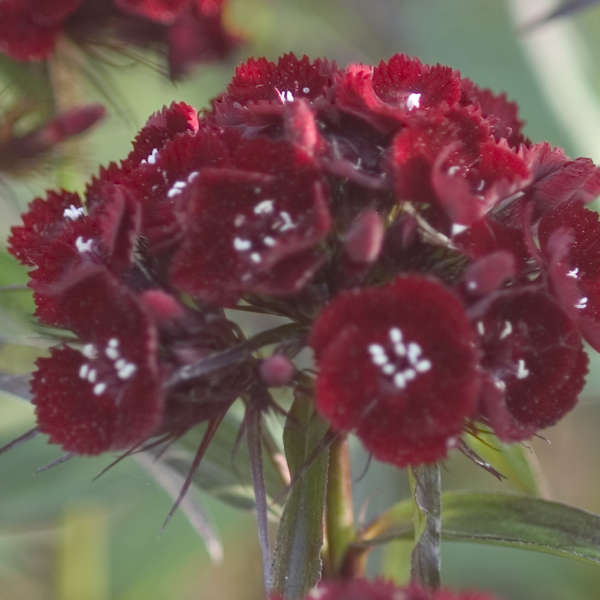 Dianthus 'Heart Attack' Perennial Sweet William