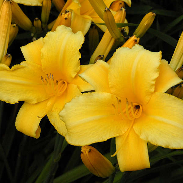 Hemerocallis 'Mary Todd' Daylily