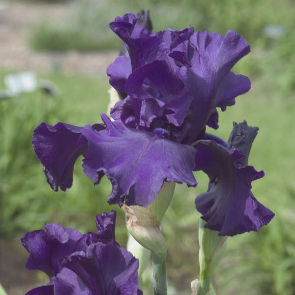 Iris 'Dusky Challenger' Tall Bearded Iris