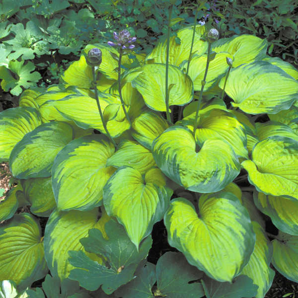 Hosta 'Old Glory' Hosta