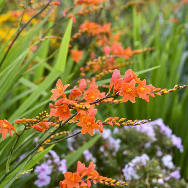 Crocosmia 'Peach Melba' Montbretia