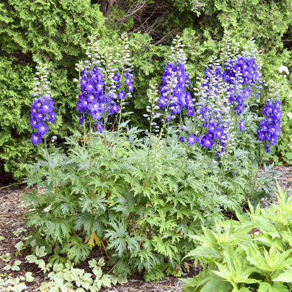 Delphinium 'Violets Are Blue' Hybrid Bee Delphinium