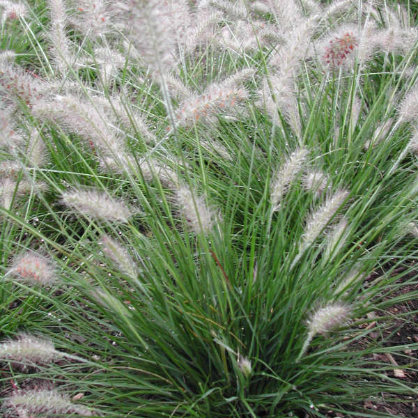 Pennisetum 'Piglet' Fountain Grass