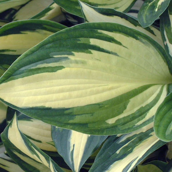 Hosta 'Morning Light' Hosta