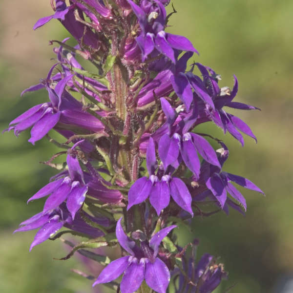 Lobelia 'Vedrariensis' Cardinal Flower