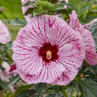 Hibiscus 'Glitter Bomb'