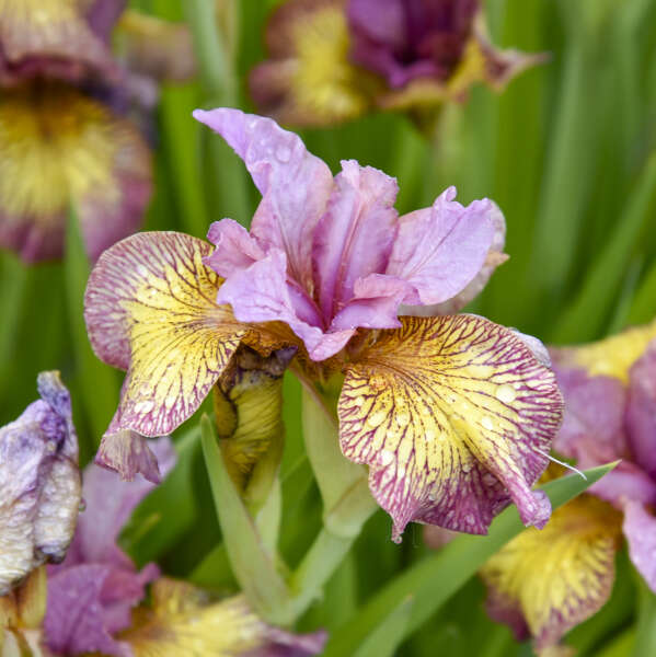 Iris 'Fiddles on Fire' Siberian Iris