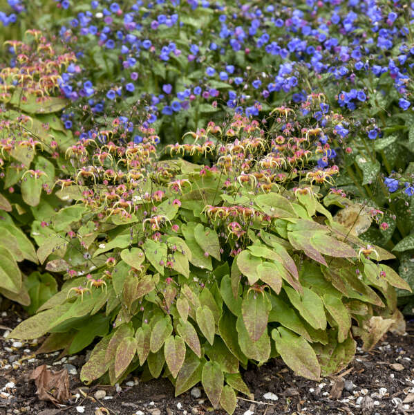 Epimedium 'Dream Catcher' Barrenwort